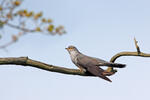 Koekoek vogel