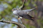 Koekoek vogel