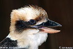 Kookaburra sghignazzante