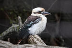 Kookaburra sghignazzante