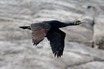 Kormoran czubaty