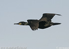 Kormoran czubaty