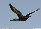 Kormoran czubaty