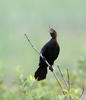 Kormoran mały