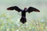 Kormoran mały