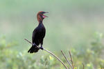 Kormoran mały