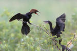 Kormoran mały