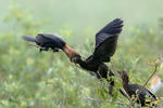 Kormoran mały