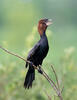 Kormoran mały