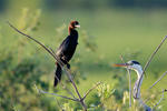 Kormoran mały