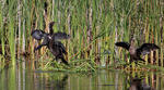 Kormoran mały