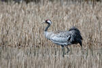 Kraanvogel vogel