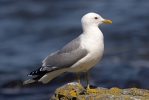 Larus canus