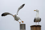 Larus fuscus