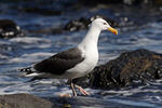 Larus marinus