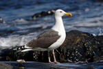 Larus marinus