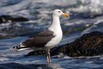 Larus marinus