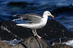 Larus marinus