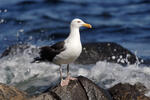 Larus marinus