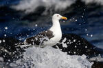 Larus marinus