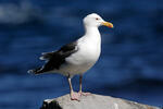 Larus marinus