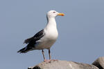 Larus marinus