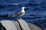 Larus marinus