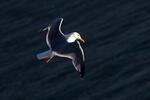 Larus marinus