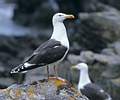 Larus marinus