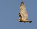 Lechuza Campestre Mussol emigrant Zingira-hontza