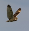 Lechuza Campestre Mussol emigrant Zingira-hontza