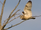 Lechuza Campestre Mussol emigrant Zingira-hontza