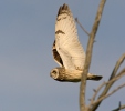 Lechuza Campestre Mussol emigrant Zingira-hontza