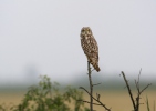 Lechuza Campestre Mussol emigrant Zingira-hontza