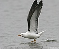 Lesser Black-backed Gull