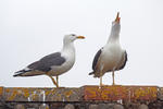 Lesser Black-backed Gull