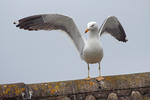 Lesser Black-backed Gull