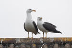 Lesser Black-backed Gull