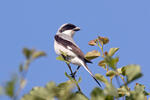 Lesser Grey Shrike