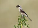 Lesser Grey Shrike