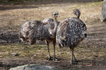 Lesser Rhea