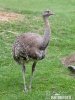 Lesser Rhea