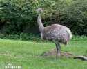 Lesser Rhea