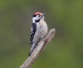 Lesser Spotted Woodpecker