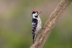 Lesser Spotted Woodpecker