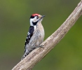 Lesser Spotted Woodpecker