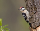 Lesser Spotted Woodpecker