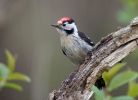 Lesser Spotted Woodpecker