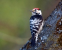 Lesser Spotted Woodpecker