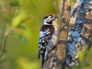 Lesser Spotted Woodpecker